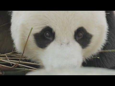 New Pandas Debut At The National Zoo - Opening Ceremony