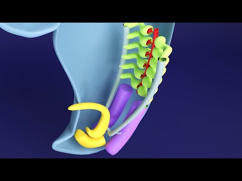 3D Kidney Embryology Part 1: Intermediate Mesoderm - Urogenital Ridge - Nephrogenic Cord