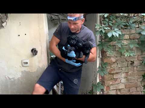 Abandoned Puppies Found Shelter in Abandoned House