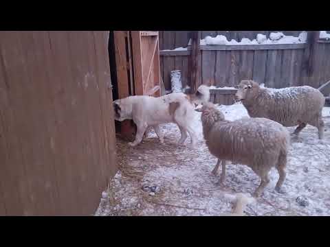 Алабай заступает на охрану ягнят, телят, овец, коров...