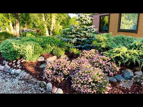 Savings and beauty: spirea as the best plants for a garden on a small budget