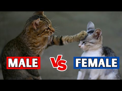 The REAL Differences Between MALE & FEMALE Cats!