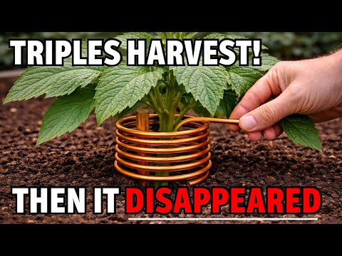 Triples Your Harvest With One Copper Wire: Why Is This Science 'Censored'?