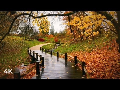Relaxing Walk Through Whispering Rain | Autumn Calm, Footsteps & Soft Ambience
