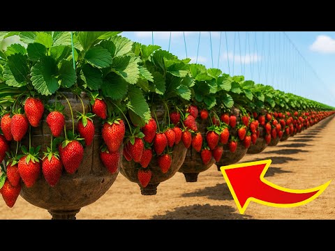 Hanging Bottle Hack Tons of Strawberries at Home