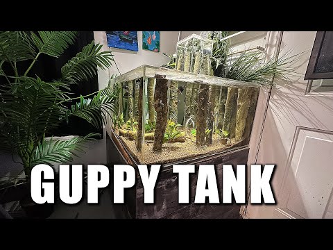 The Guppy aquarium