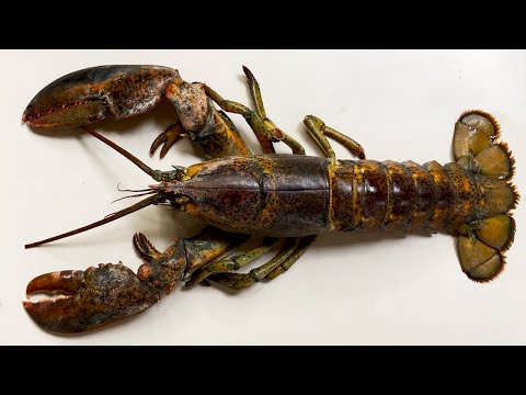 Things You Didn't See in Lobster - Lobster Anatomy