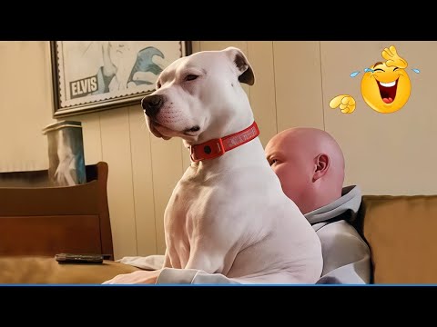You Will Die Laughing At These Dogs 😹🐶  Best Animal Video Compilation You Can’t Miss 🤣