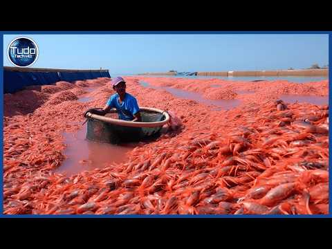 How Millions of Shrimp are Produced in an $80 Billion Industry - Shrimp Farming