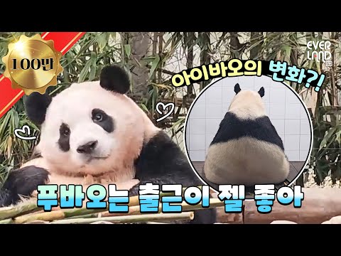 The day after, Fubao couldn't go out.. She got really excited lol