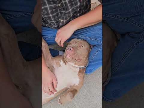 Rubble is enjoying his belly rubs. Everything is going to be ok. #dog