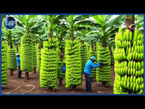 How Millions of Bananas Are Grown, Harvested, and Processed - Incredible Industrial Process