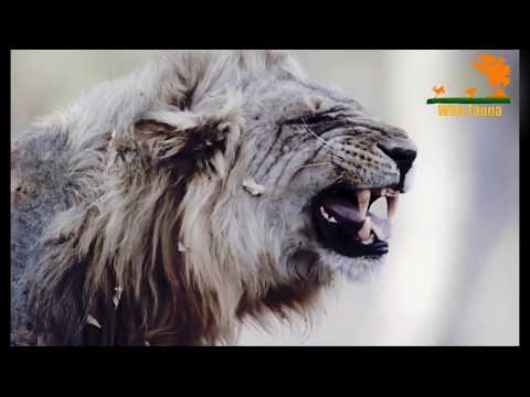 Wild Fauna / Львиная страна прайдов / Lion Country: Night an Day Часть 1