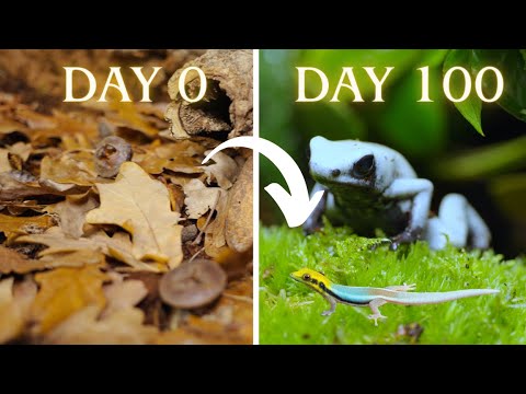 Creating The Best Dart Frog Ecosystem