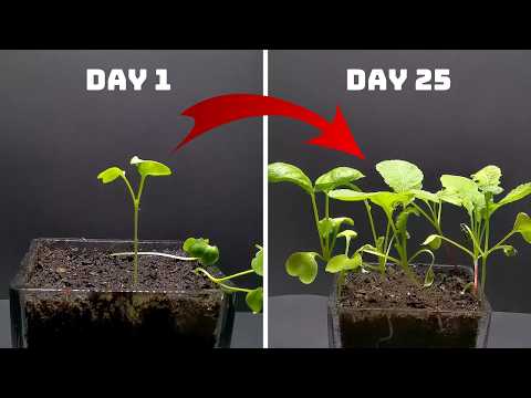 Big Mistakes When Planting Radishes!