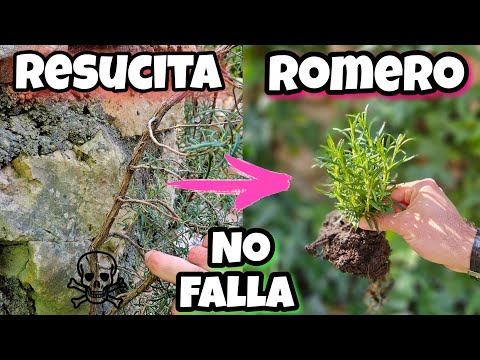 Since I learned this, my rosemary has grown 100 times stronger! Rosemary Care (Pot or Urban Garden)