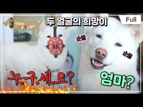 [Full] 세상에 나쁜 개는 없다 - 가족만이 내 세상, 11살 희망이