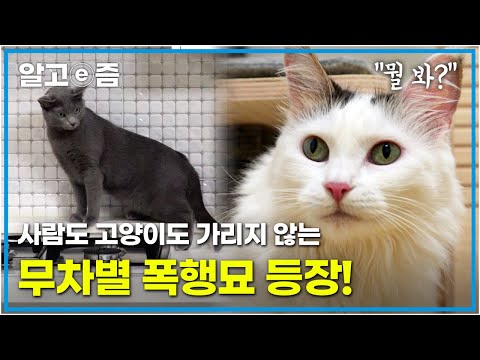 일촉즉발! 달달한 신혼집을 살벌한 전쟁터로 바꾼 폭군 고양이를 잠재울 방법은?┃고양이를 부탁해┃알고e즘