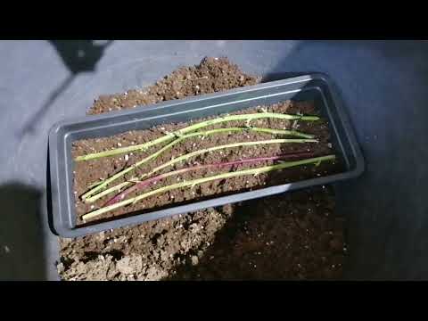 Размножаю ежевику стебливыми черенками