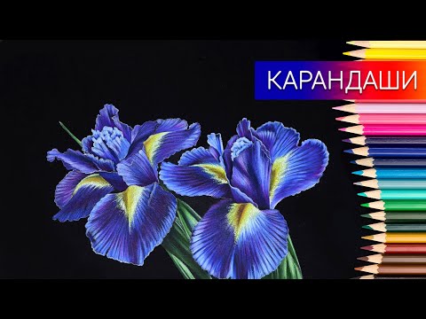 Как нарисовать цветы на чёрной бумаге цветными карандашами ✎ Рисуем ирисы 👍 Таймлапс