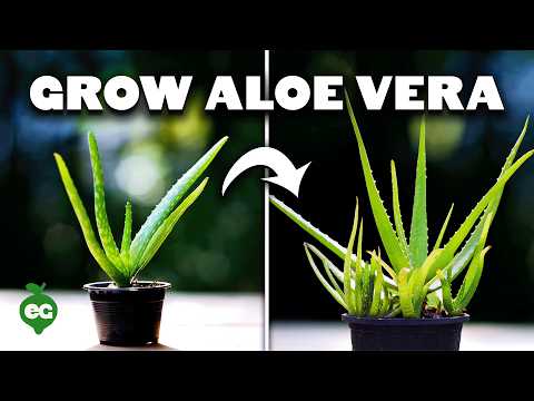 How to Grow Aloe Vera in Containers and Harvest Massive Leaves