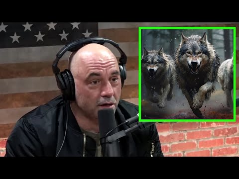 Attacked by a Wolf Pack: What He Did Will Haunt You.. | Joe Rogan