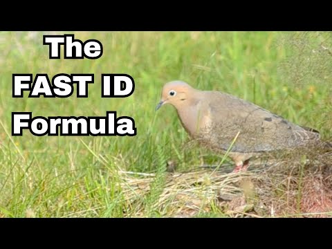Bird Identification Mastery (The Easy Way)