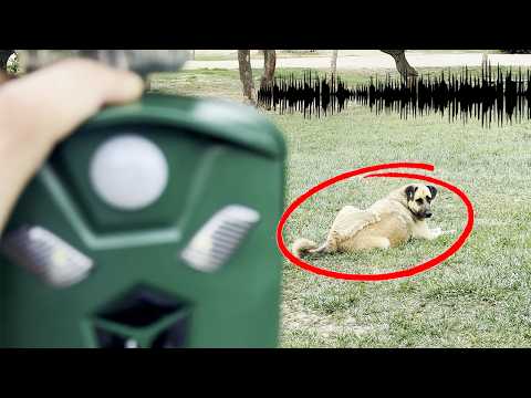Ultrasonic Animal Repeller Test – Real Animal Reactions Caught on Camera!