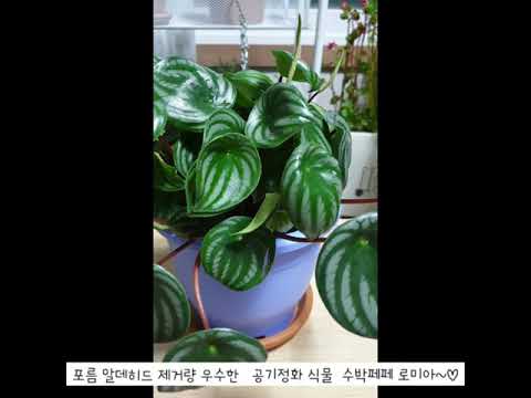 겨울에도 잘 크는 반려식물~♡ 수박페페 로미아 ♡