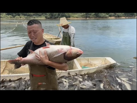 花32万包下的110亩大山塘#户外 #捕鱼 #三农 #农村生活 #捉鱼 #catchingfish #fishing #outdoor#rurallife 乡村池塘捉活鱼