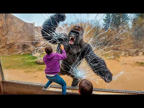 Невероятные Побеги Животных, Снятые на Камеру