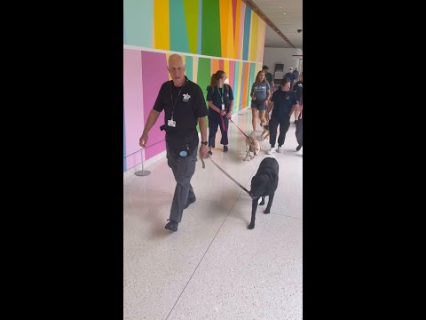 Seeing Eye Pups in Training at HUP