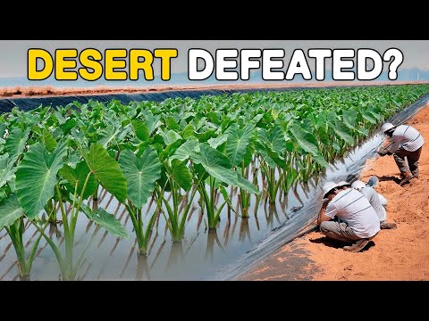 China Removed Billions of Tons of Desert Sand in 1 Year... Here’s How
