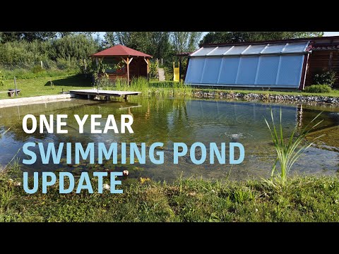 One Year Swimming Pond Update