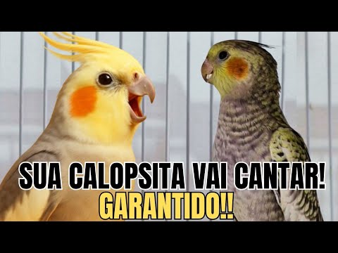 Canto de Calopsita -10 Cantos Fofos para Ensinar Sua Calopsita Cantar