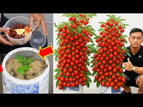 Grow Tomatoes in Buckets Using Kitchen Waste – Huge Harvest!