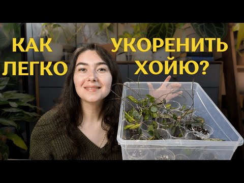 САМЫЙ быстрый СПОСОБ УКОРЕНЕНИЯ хой | обзор НОВЫХ цветочных ГОРШКОВ