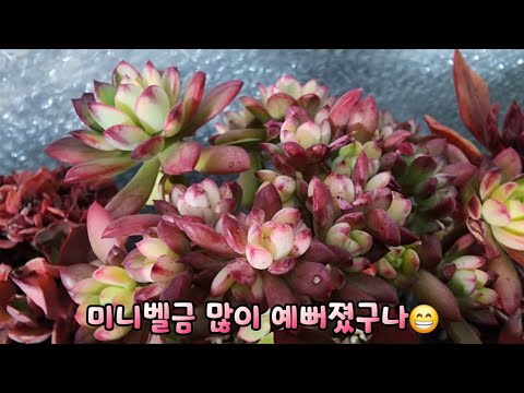 #미니벨금 #마제스티금 #마우나로아 많이 예뻐졌구나😁 겨울 옥상하우스에서 잘 있어주고 있는 #에오니옴 눈맞춤합니다.