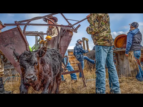 Why We Brand - A Look into the Secretive Life of Montana Ranchers