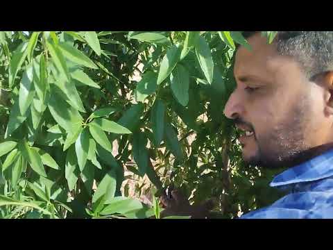 التقليم الأخضر لأشجار اللوز المروي