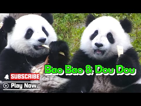 [10 Mins] Full Of The Sweetest Panda Twins Bao Bao & Dou Dou  | iPanda