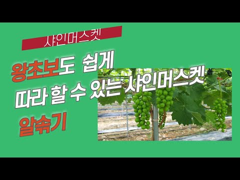 왕초보도 쉽게 따라 할 수 있는 샤인머스켓 알솎기