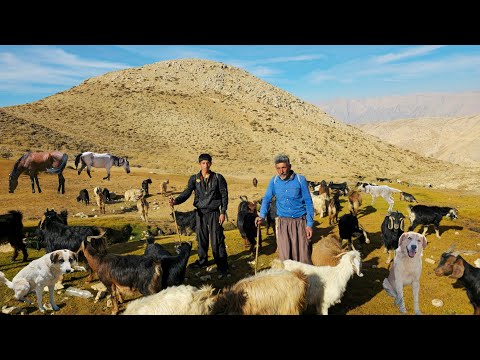 Extreme Nomad Life: Herding Goats Through the World’s Most Dangerous Mountain Trails