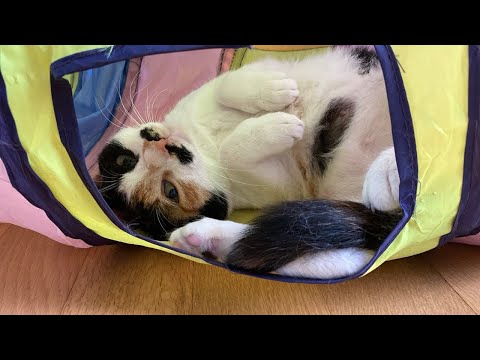 점점 안정을 찾아가는 냥가족!! 호기심이 많은  아깽이!!