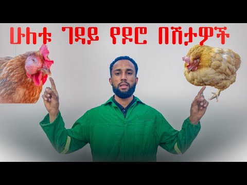 ሁሉም ዶሮ ቤት የገቡ ሁለት የዶሮ በሽታዎች