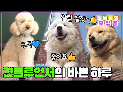 [#모았동물농장] 자~ 사진 찍고 싶으면 간식 들고 줄 서세요!💙 남다른 매력으로 사람들을 사로잡은 셀럽견들의 인기 비결은?📸 #TV동물농장 #AnimalFarm #SBSstory