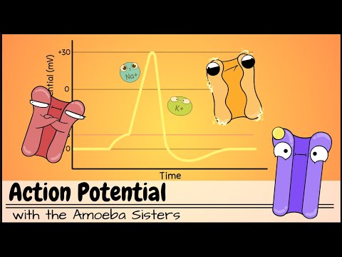 Action Potential