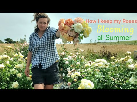 HOW I KEEP MY ROSES BLOOMING ALL SUMMER