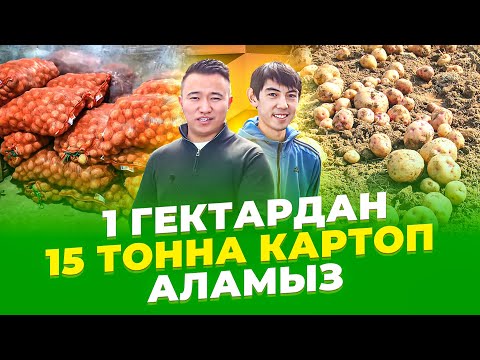 Жаңа технология! Бір гектардан 3 млн тг табыс, ҚАЛАЙ? Картоп өсіру. Картоп өсіру технологиясы.