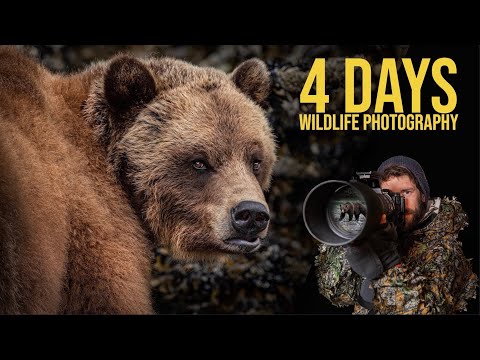 Wildlife Photography in The GREAT BEAR RAINFOREST | Best CAMERA SETTINGS | Grizzlies and Whales!